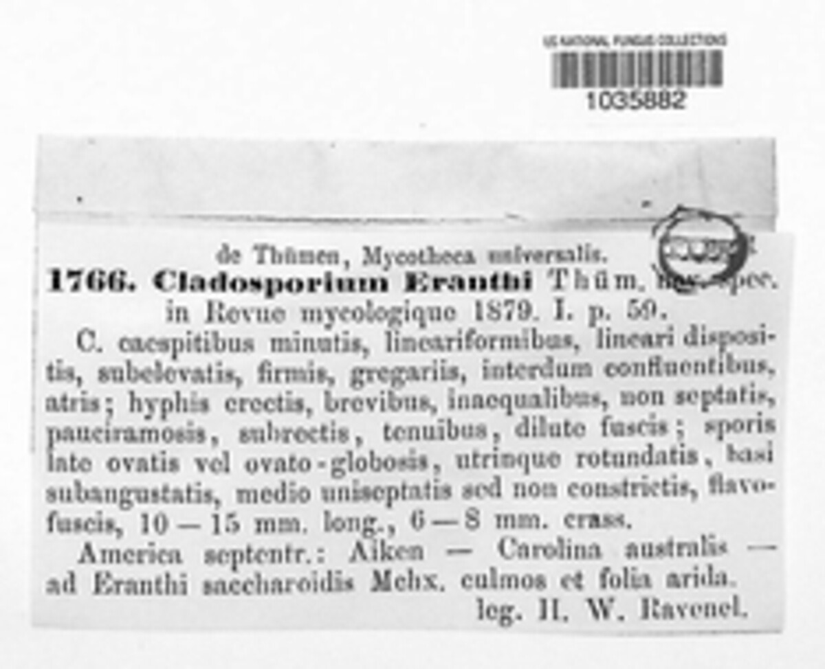 Cladosporium erianthi image